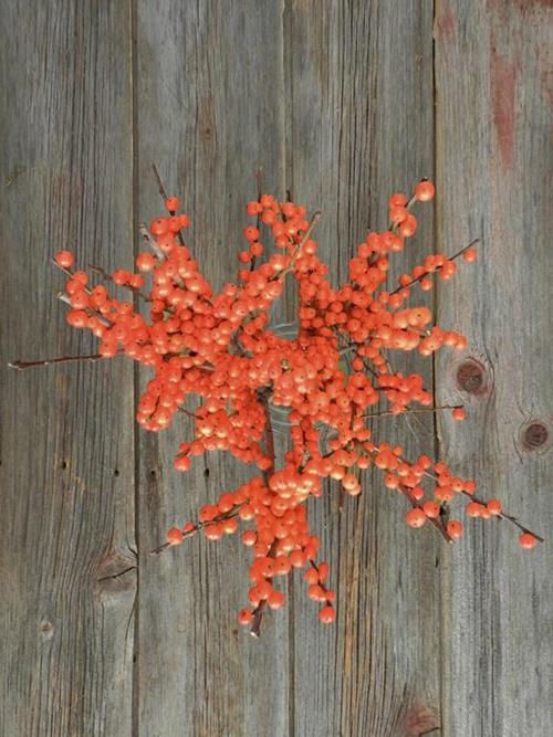  ORANGE ILEX BERRY